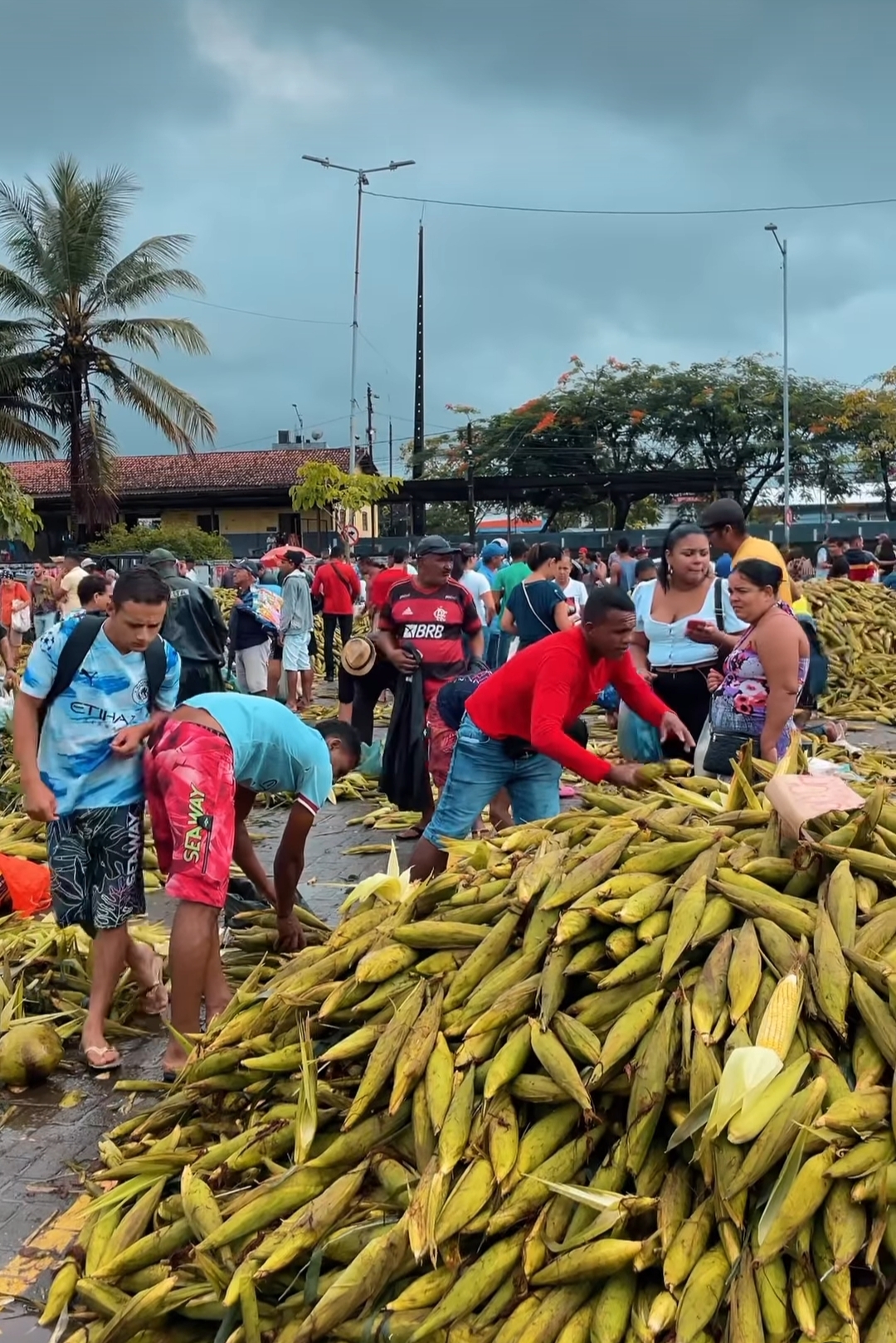 Keko do Armazém festeja com agricultores sucesso da colheita do milho, na zona rural do Cabo de Santo Agostinho