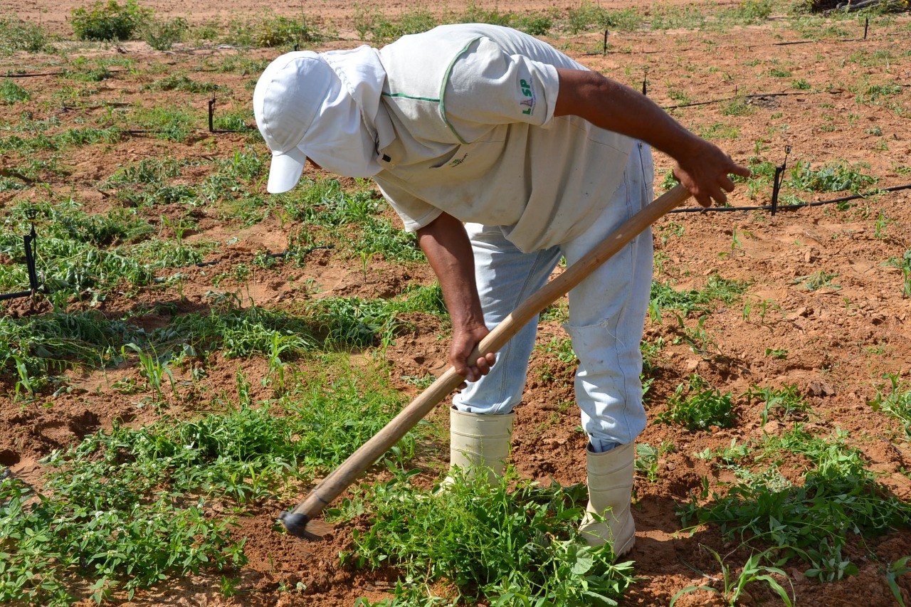 Agricultores já podem se inscrever para o Garantia Safra 2023/2024