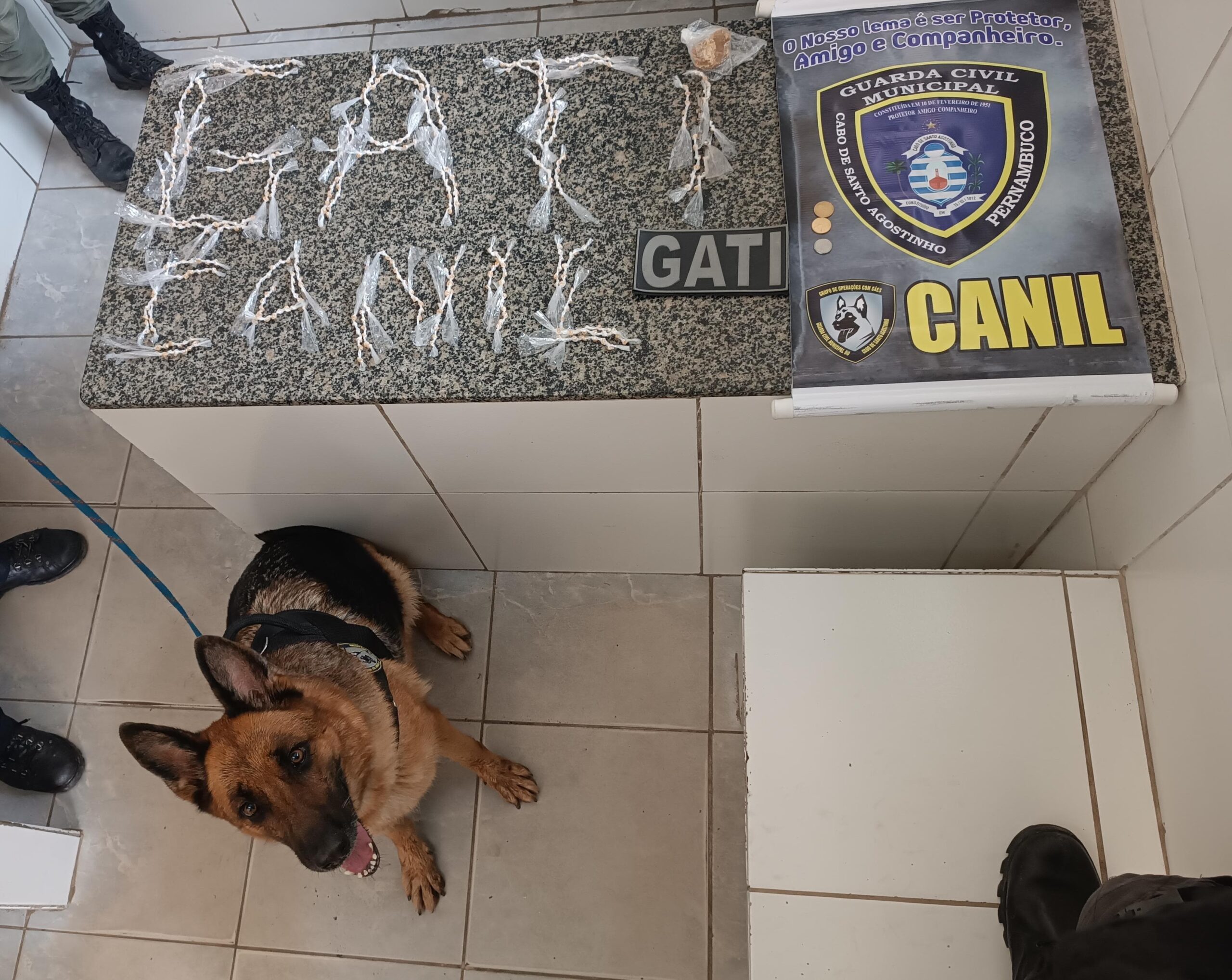 Cão farejador da Guarda Municipal do Cabo encontra 456 Pedras de crack