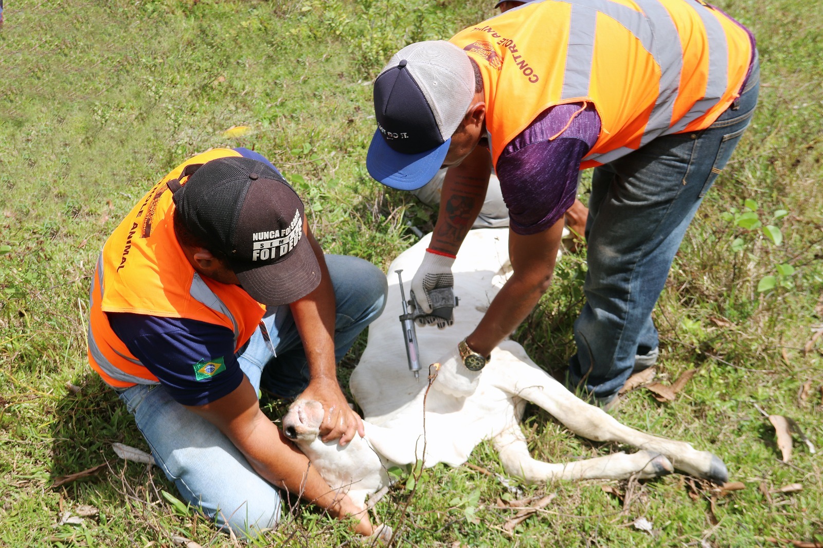 Prefeitura do Cabo realiza vacinação contra a febre aftosa