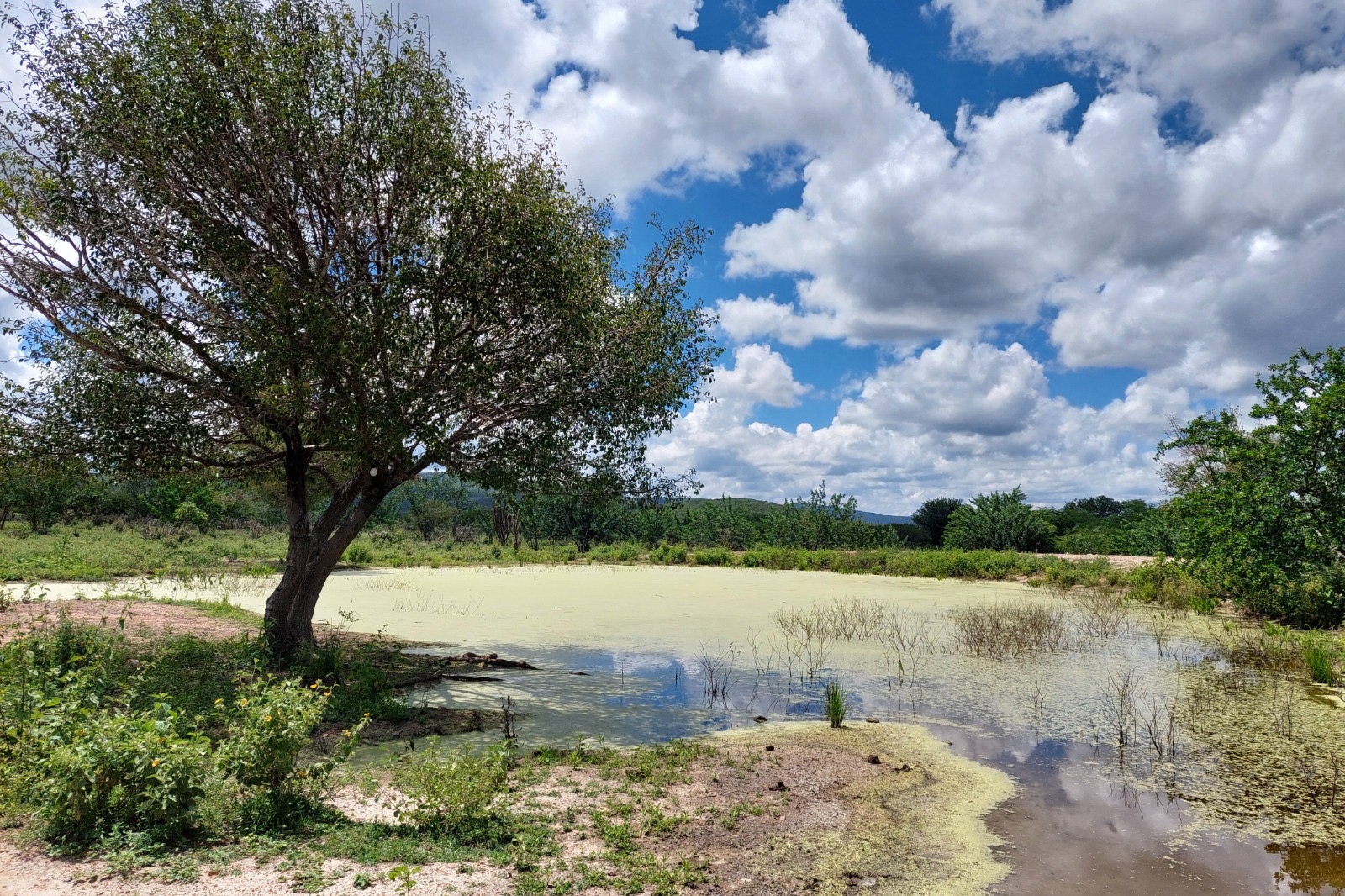 Pernambuco é o único estado do Brasil a reduzir o desmatamento da Caatinga