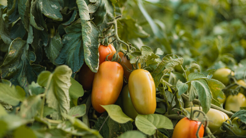 IBGE RECONHECE BEZERROS COMO MAIOR PRODUTOR DE TOMATE DE PERNAMBUCO