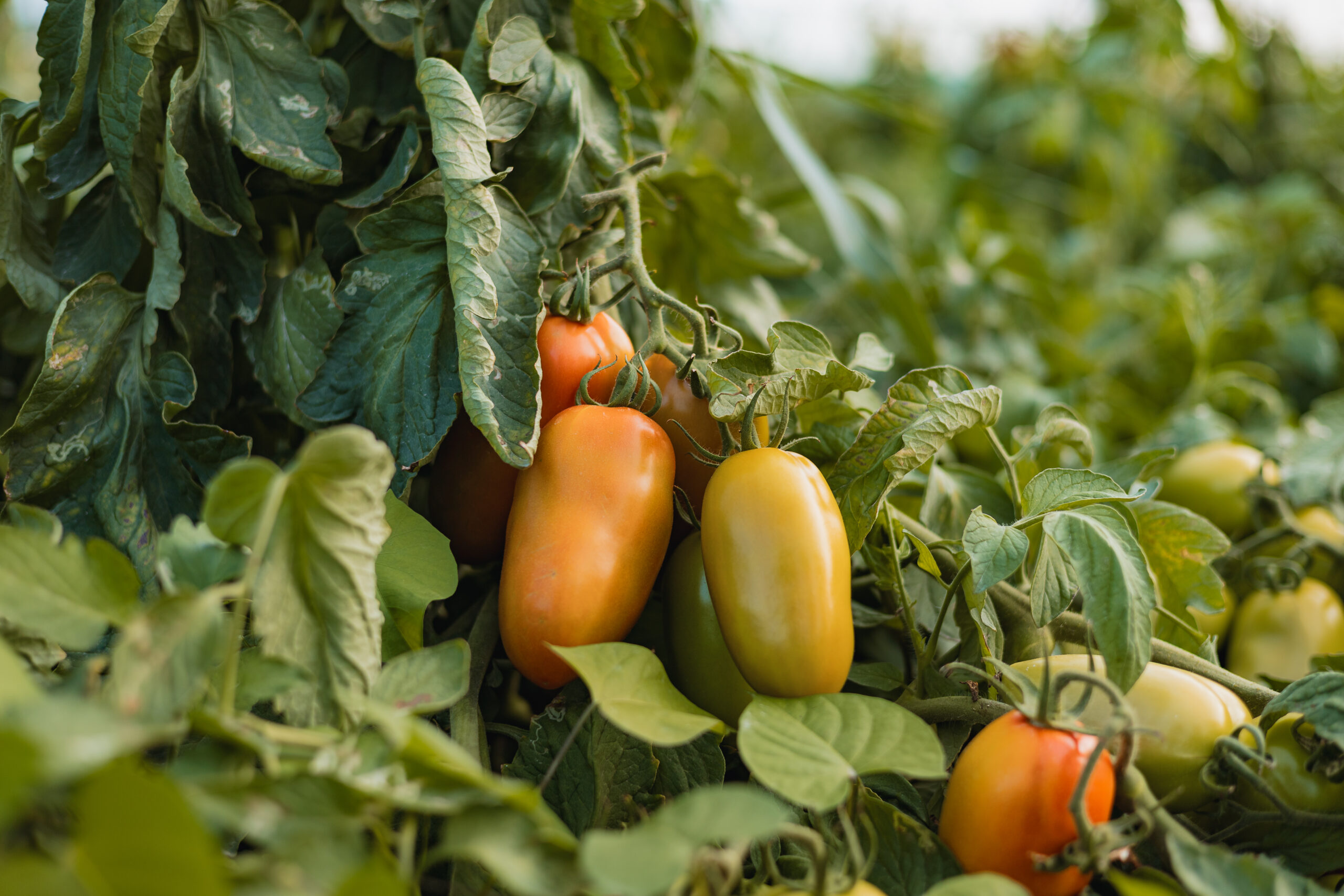 IBGE RECONHECE BEZERROS COMO MAIOR PRODUTOR DE TOMATE DE PERNAMBUCO