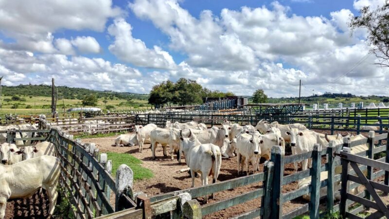 Declaração dos rebanhos do estado: Adagro convoca produtores para atualizar o cadastro dos animais e das propriedades no mês de novembro