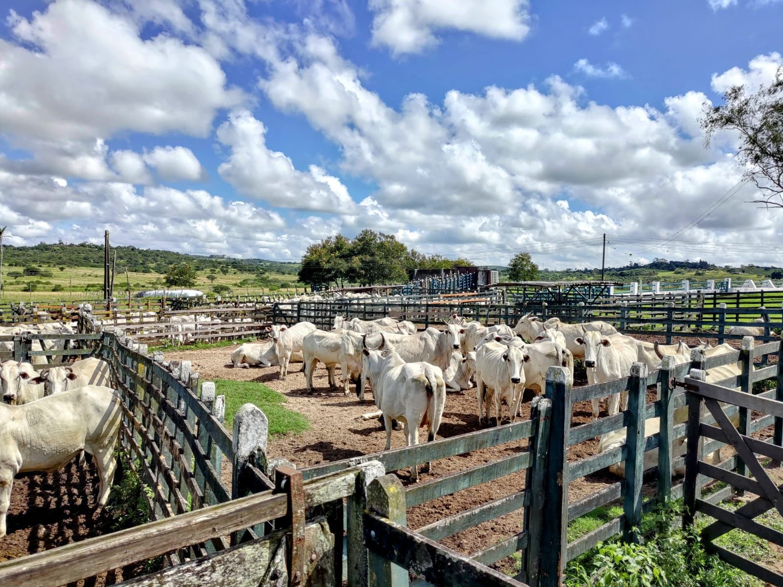 Declaração dos rebanhos do estado: Adagro convoca produtores para atualizar o cadastro dos animais e das propriedades no mês de novembro