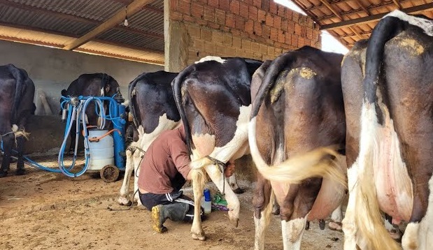 Itaíba na liderança da produção leiteira em Pernambuco, revela IBGE/Embrapa