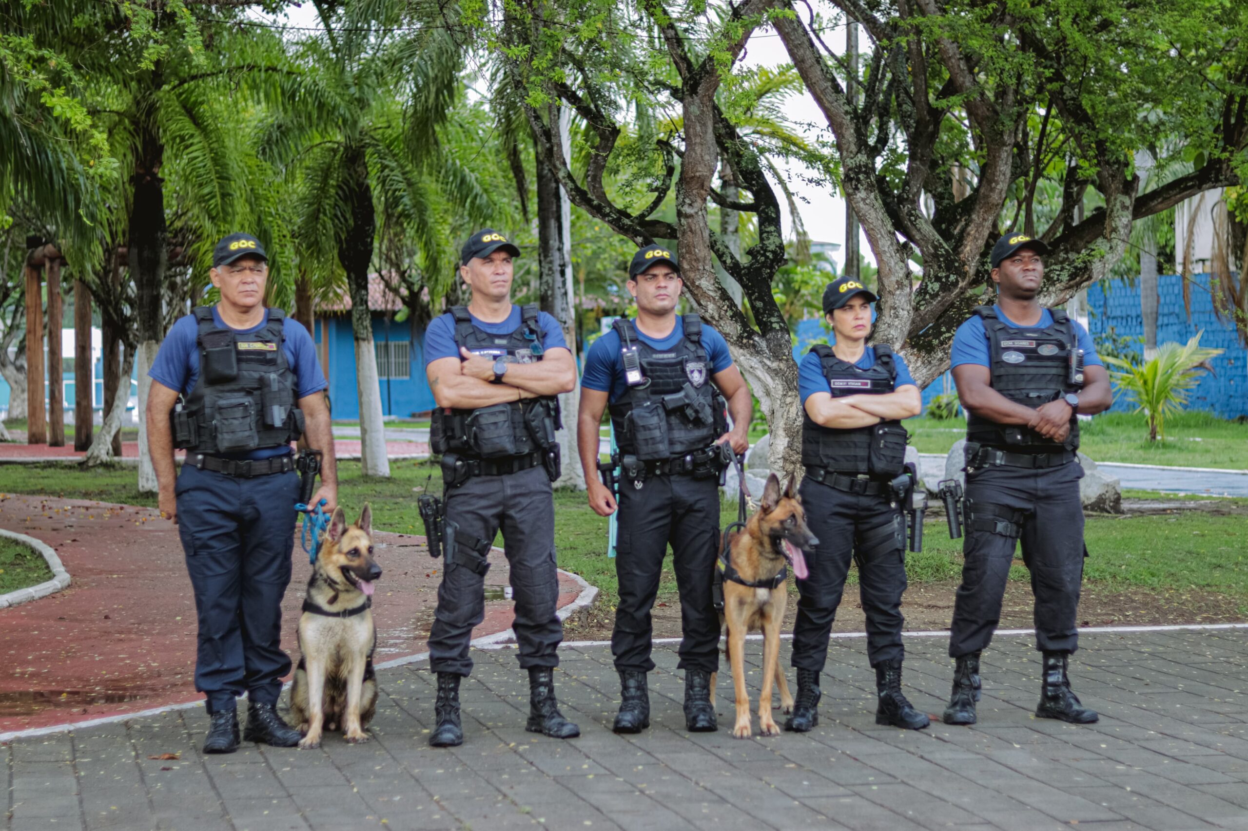 Segurança: cães da Guarda Municipal do Cabo intensificam patrulhamento e apreensões de drogas no município