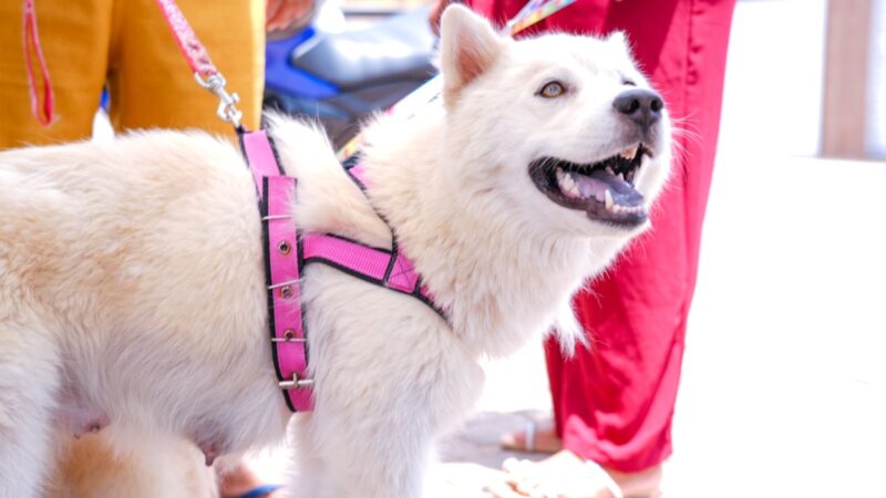 Prefeitura de Araripina lança programa ‘Meu Amigo Protetor’ para apoiar protetores de animais