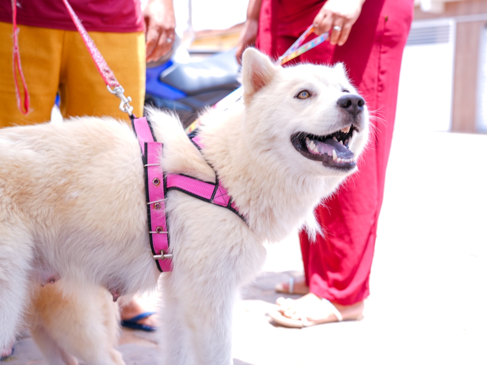 Prefeitura de Araripina lança programa ‘Meu Amigo Protetor’ para apoiar protetores de animais