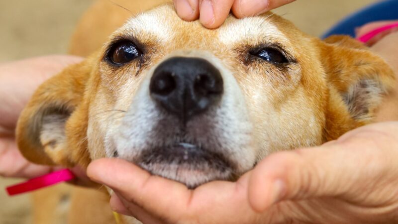 PREFEITURA DE GARANHUNS PROMOVE CAMPANHA DE ADOÇÃO DE ANIMAIS NA PRÓXIMA TERÇA-FEIRA (27)