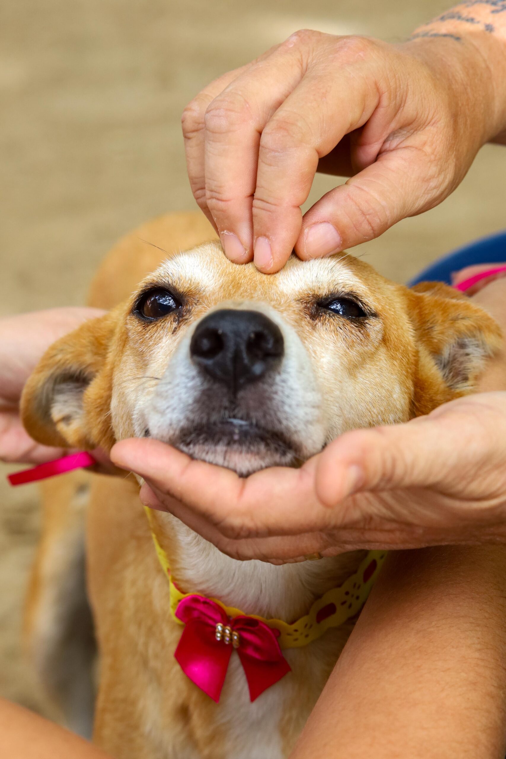 PREFEITURA DE GARANHUNS PROMOVE CAMPANHA DE ADOÇÃO DE ANIMAIS NA PRÓXIMA TERÇA-FEIRA (27)