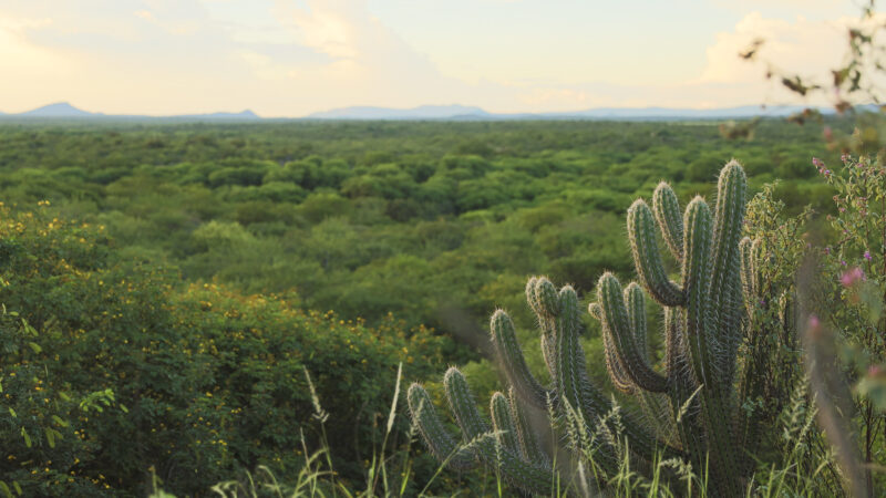 Meio ambiente: Pernambuco reduz desmatamento da Caatinga e Mata Atlântica pelo segundo ano consecutivo