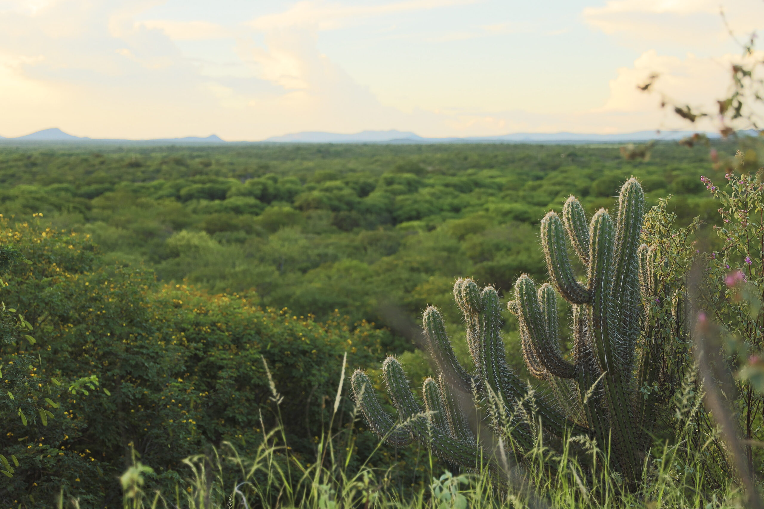 Meio ambiente: Pernambuco reduz desmatamento da Caatinga e Mata Atlântica pelo segundo ano consecutivo