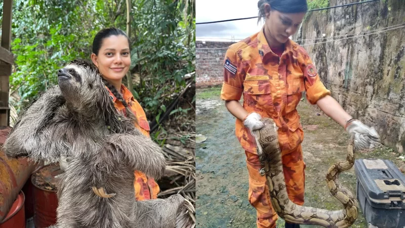 Mais de 1.300 animais silvestres já foram capturados em áreas urbanas da Grande São Luís em 2025