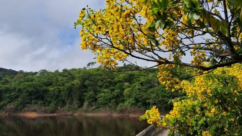 “1000 Pelo Parque” celebra aniversário da Serra dos Cavalos com plantio de mudas e atividades educativas