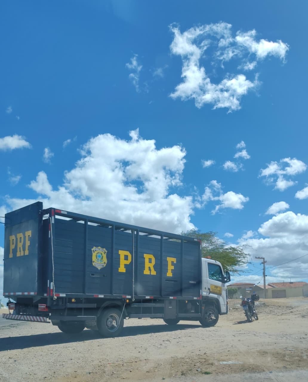 PRF faz ronda na BR-316 recolhendo animais soltos na pista , nas imediações do município de Belém do São Francisco