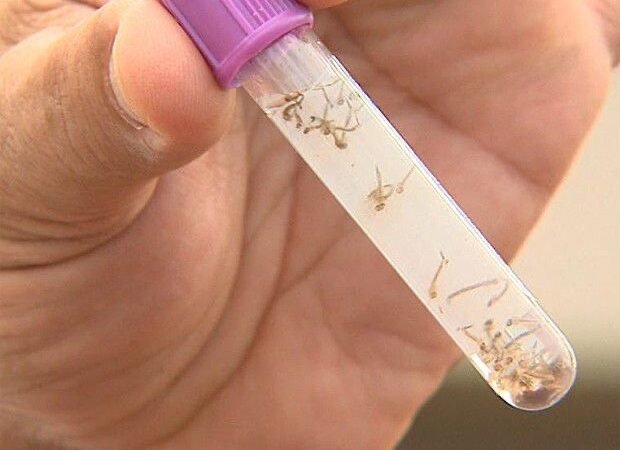 Secretária de Saúde Ana Beatriz Lira comemora resultado positivo no combate ao mosquito Aedes aegypti; Orocó está classificado como zona verde