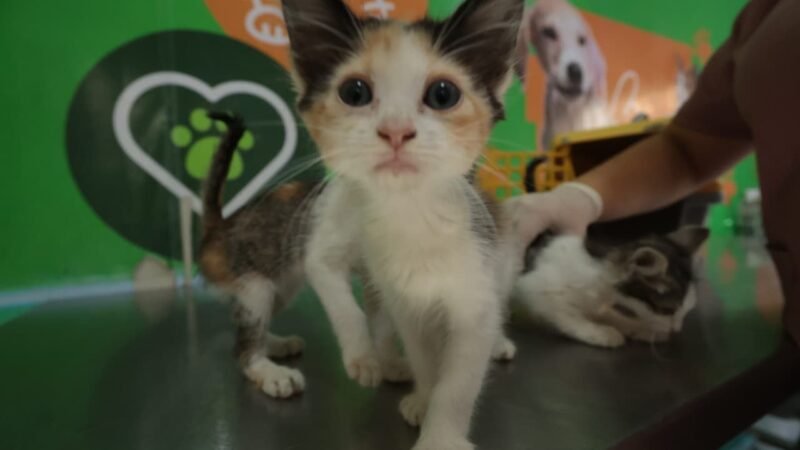 Prefeitura de Caruaru inicia Campanha de Vacinação Antirrábica neste sábado (1º) em mais de 50 pontos de atendimento