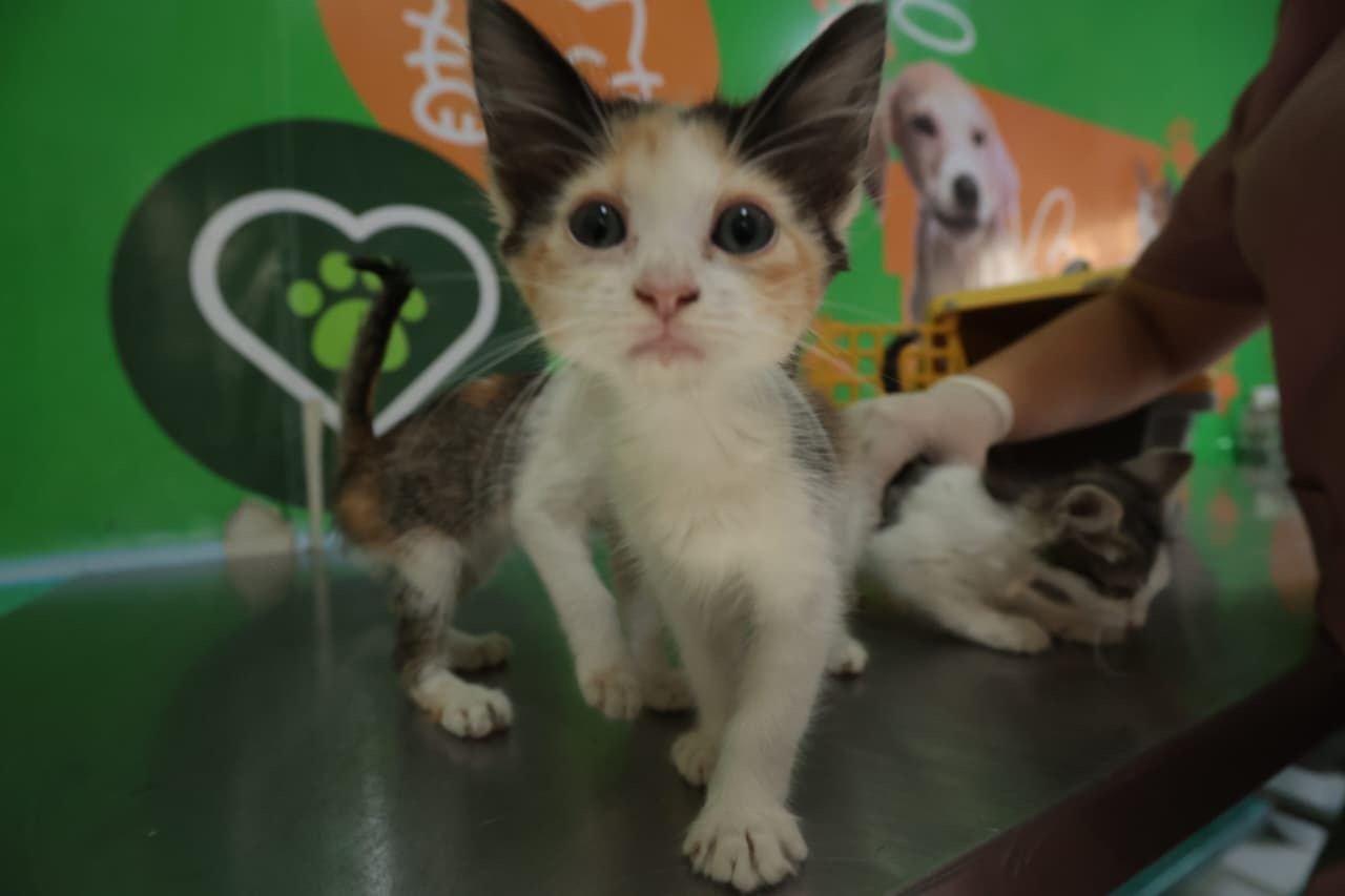 Prefeitura de Caruaru inicia Campanha de Vacinação Antirrábica neste sábado (1º) em mais de 50 pontos de atendimento