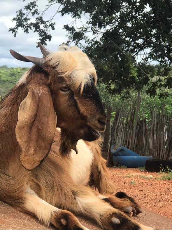 Novembro é mês de atualizar o cadastro dos rebanhos e propriedades na Adagro