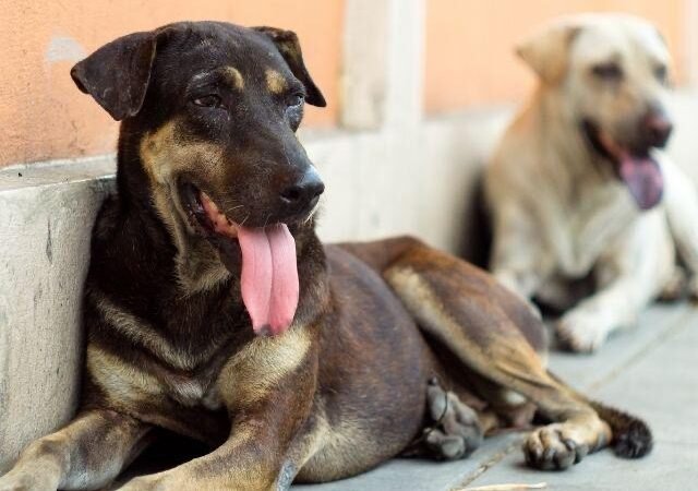 Ouricuri realiza audiência pública sobre controle de animais de rua
