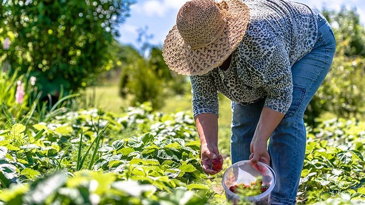 Prazo do Seguro Safra é prorrogado e agricultores de Ouricuri ganham mais tempo para pagamento
