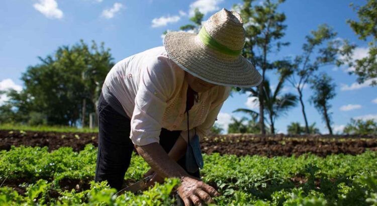 Ouricuri tem Garantia-Safra 2024/2025 liberado e deve injetar mais de R$ 9 milhões na economia