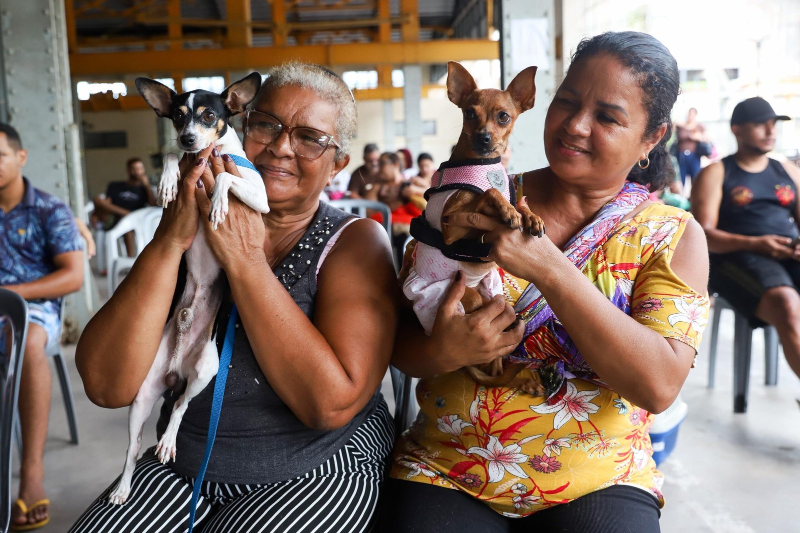 Programa estadual de castração de cães e gatos prorroga atendimentos no Recife