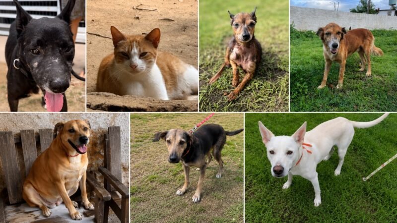 Projeto Missão Resgate Animal abre campanha de adoção responsável de animais resgatados