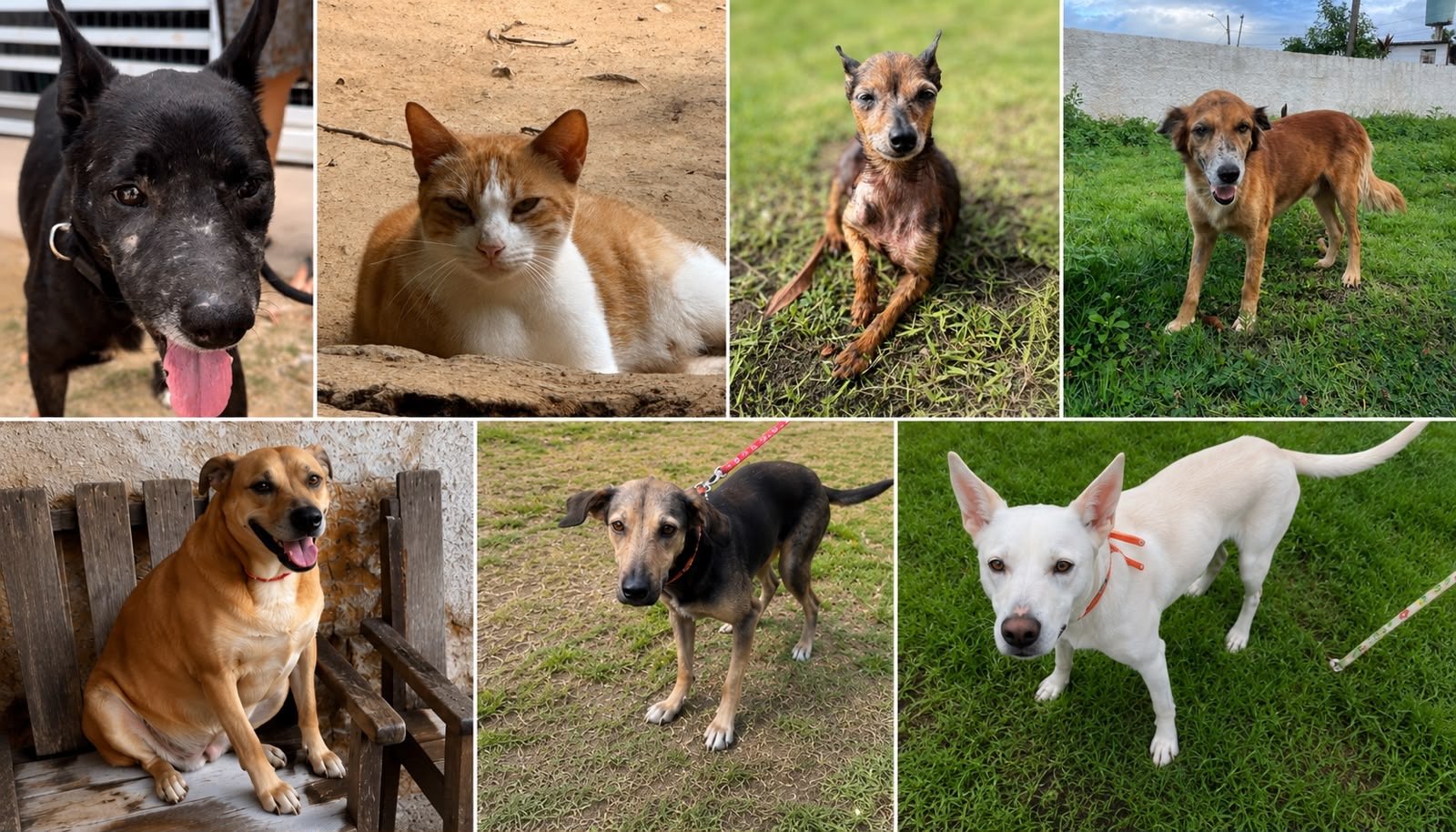 Projeto Missão Resgate Animal abre campanha de adoção responsável de animais resgatados
