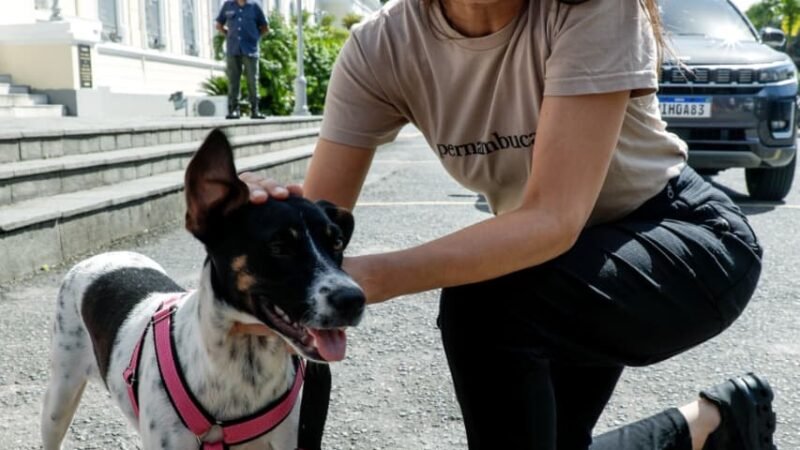 Governadora Raquel Lyra anuncia nova meta de 40 mil castrações gratuitas de cães e gatos através do Castramóvel