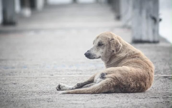 Ouricuri terá audiência pública para discutir o controle de animais nas ruas