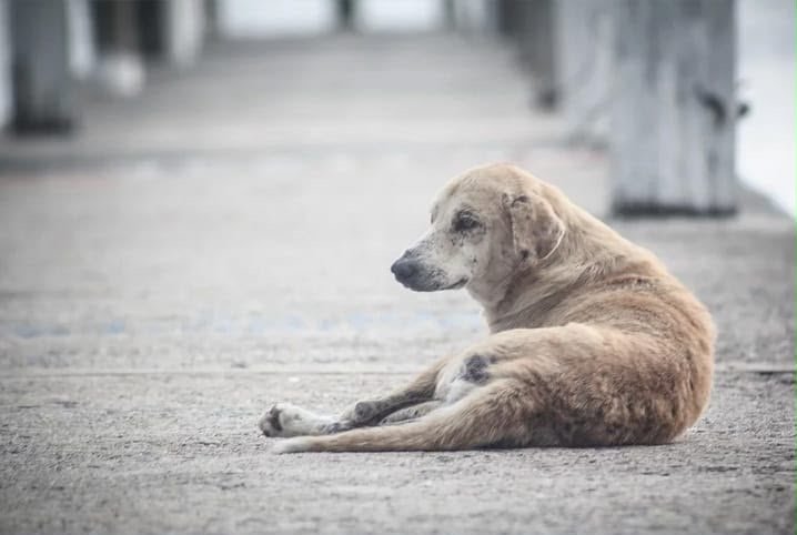 Ouricuri terá audiência pública para discutir o controle de animais nas ruas