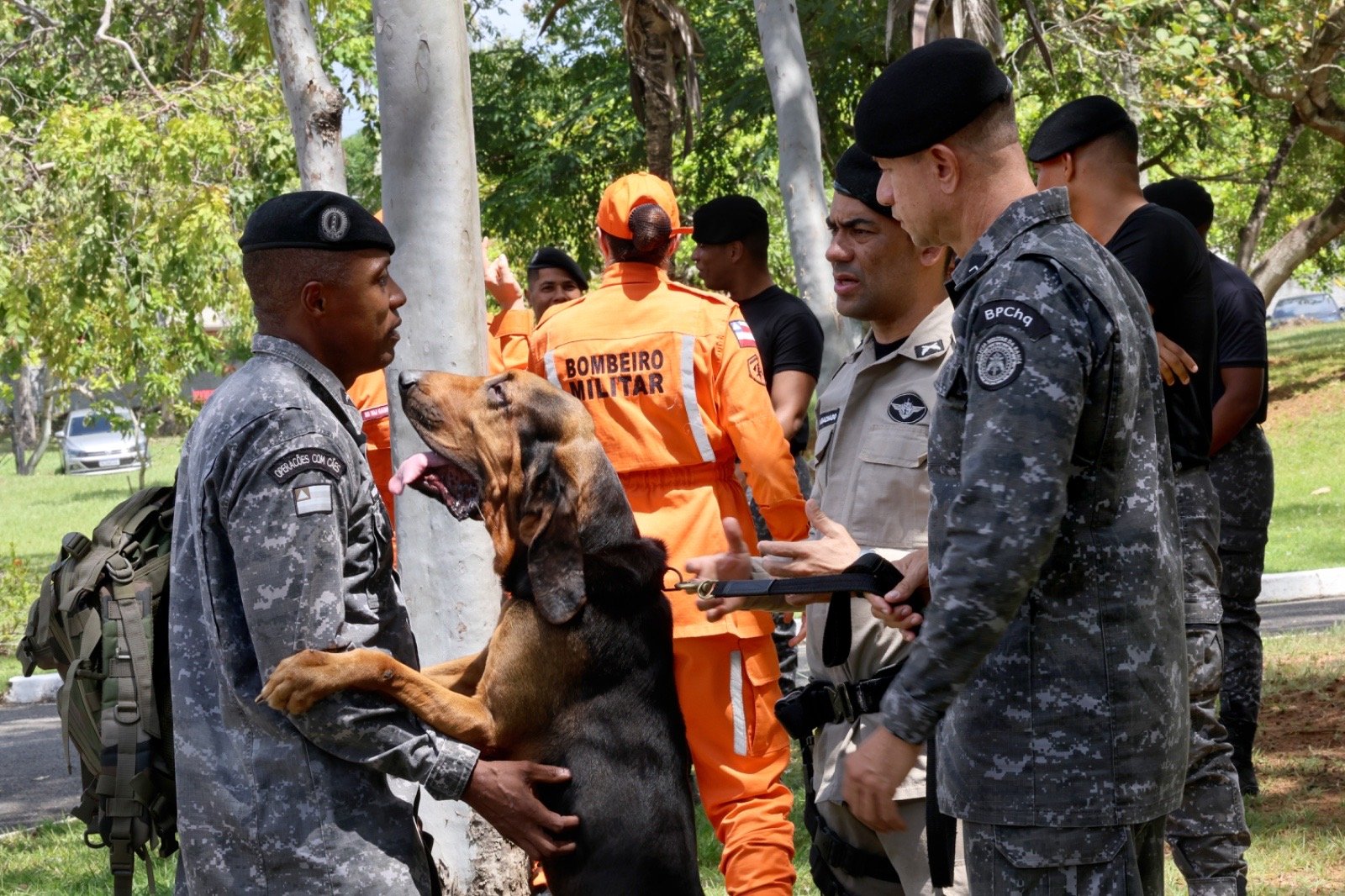 Policiais militares são capacitados para conduzir cães em buscas por pessoas desaparecidas