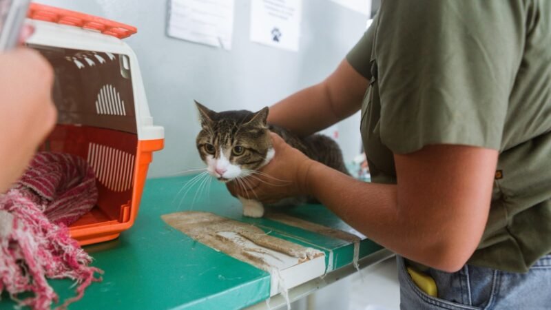 Prefeitura de Caruaru celebra Dia do Médico-Veterinário com reforço na equipe e contratação inclusiva na causa animal