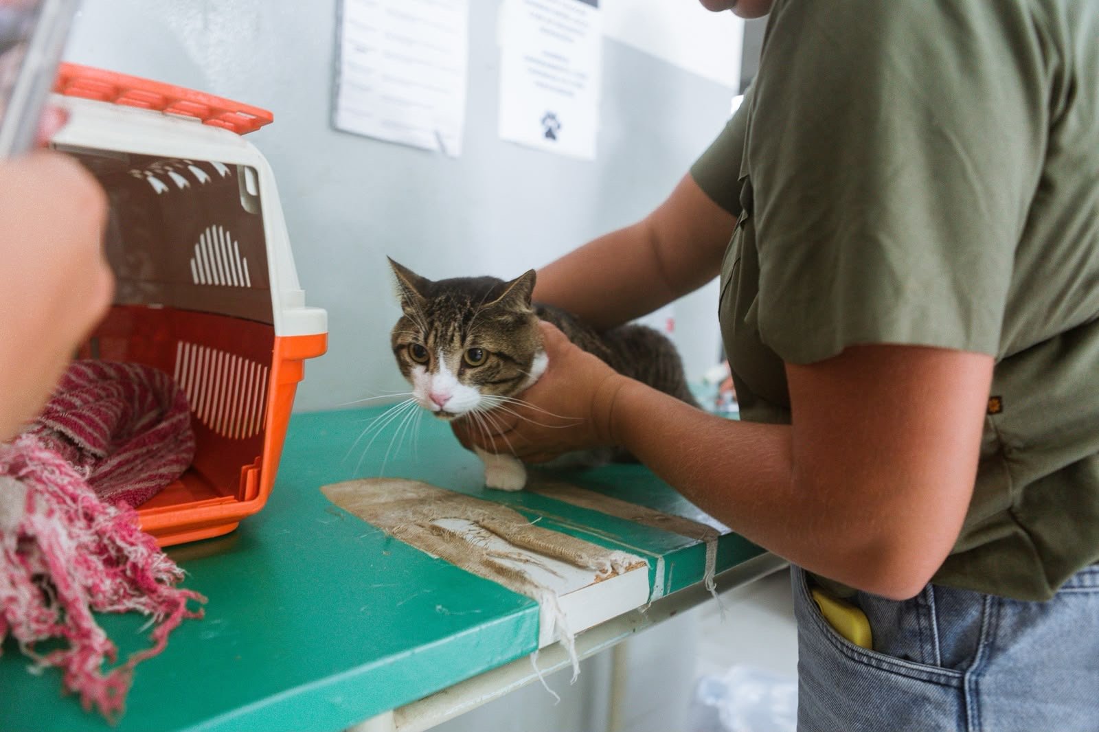 Prefeitura de Caruaru celebra Dia do Médico-Veterinário com reforço na equipe e contratação inclusiva na causa animal