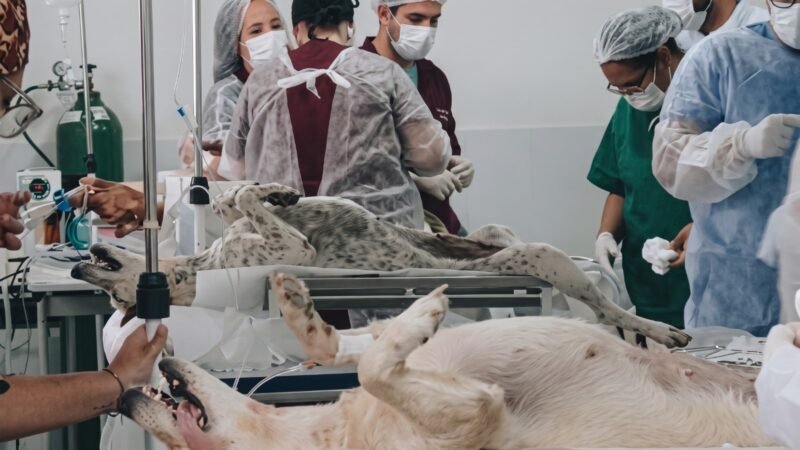 Itaíba Vê Melhor já realizou mais de 120 castrações em cães e gatos em programa inovador