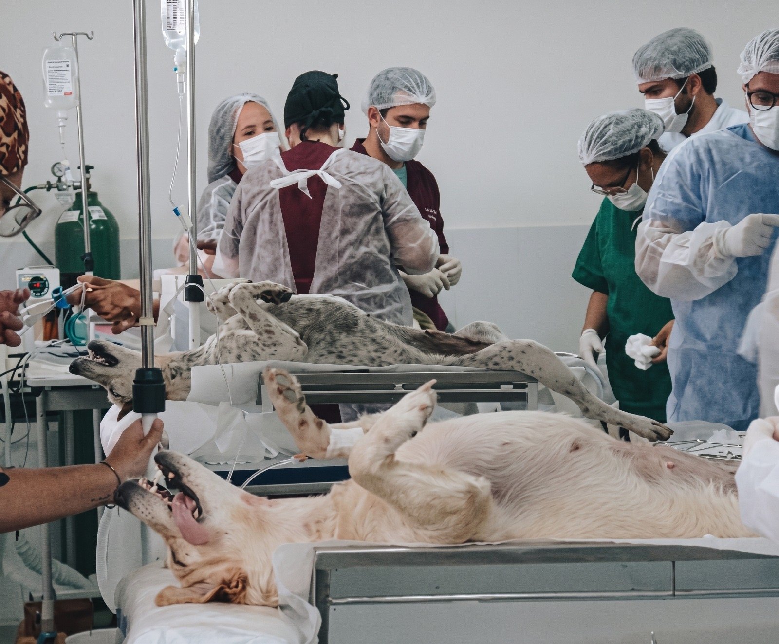 Itaíba Vê Melhor já realizou mais de 120 castrações em cães e gatos em programa inovador