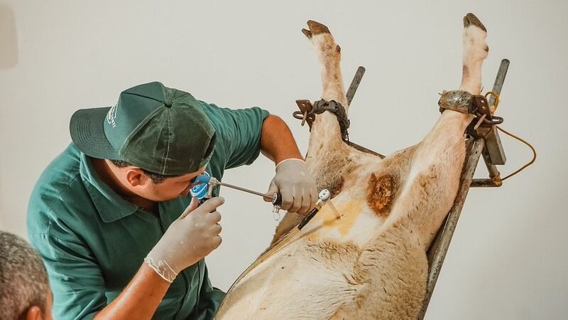 Gestão Anisio Viana investe no Melhoramento Genético de ovinos com inseminação e transferência de embriões