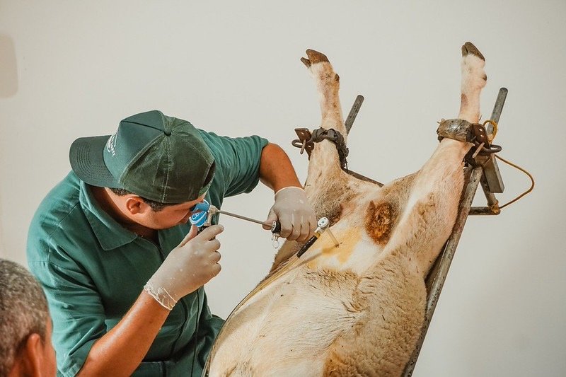 Gestão Anisio Viana investe no Melhoramento Genético de ovinos com inseminação e transferência de embriões